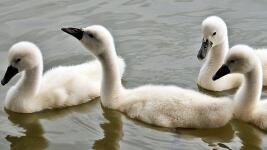 rybník swans-1436266 1280